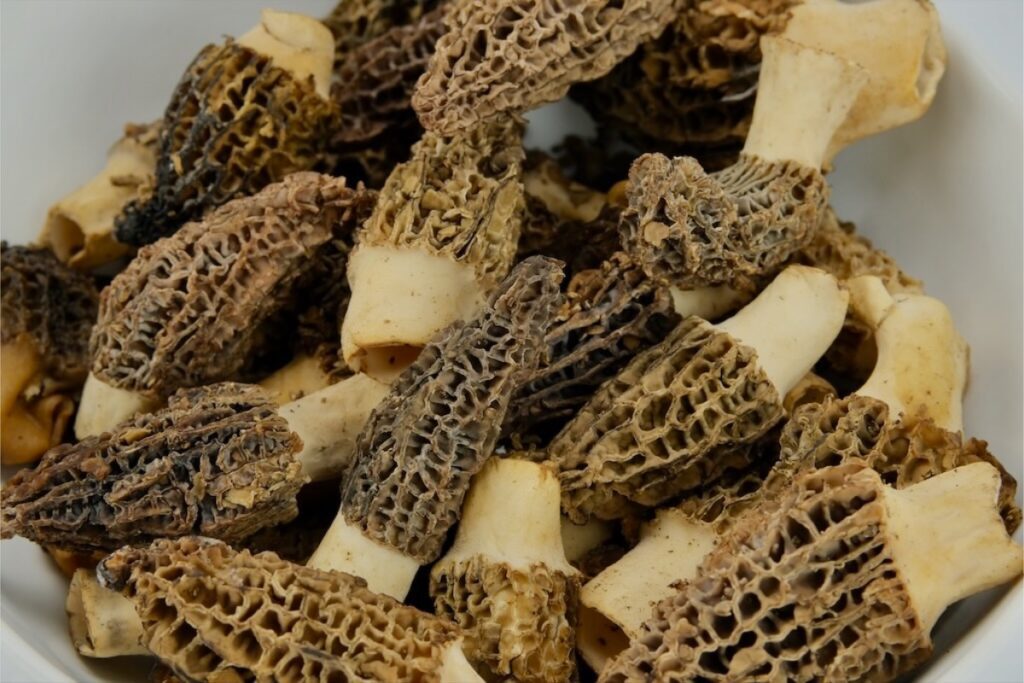 fresh morel mushrooms