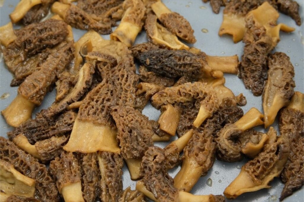 morel mushrooms