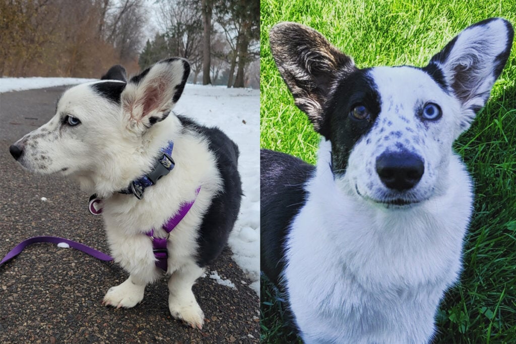 Violet, the side-eye corgi